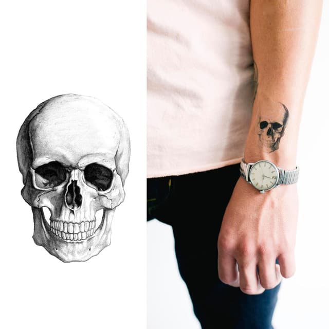 Anatomical skull — view 1