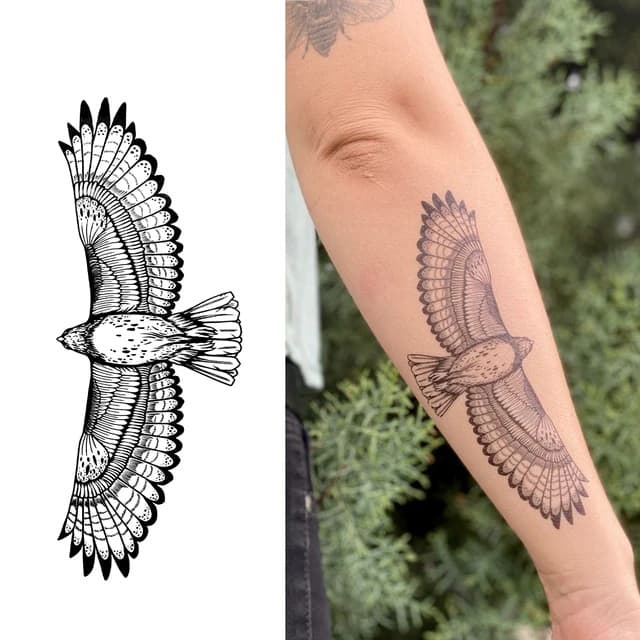 Soaring hawk — view 1