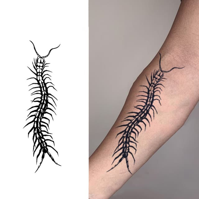 Long-bodied centipede — view 1